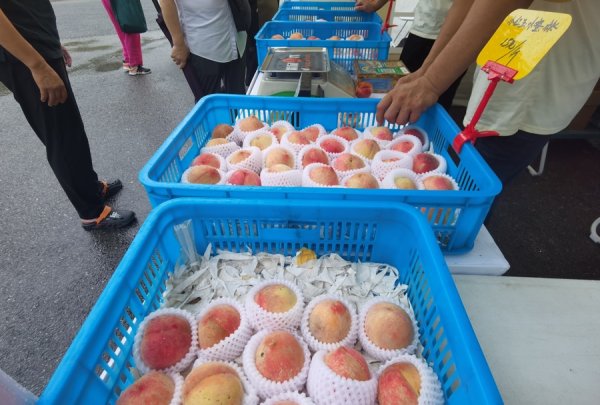 股票配资客服 上海甜蜜界“四大金刚”受挫，产量不及去年但因为炎热逆袭